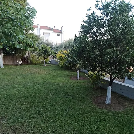 Oasis *