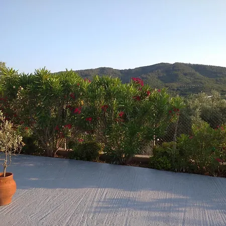 Oasis *